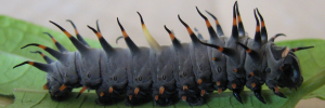 Larvae